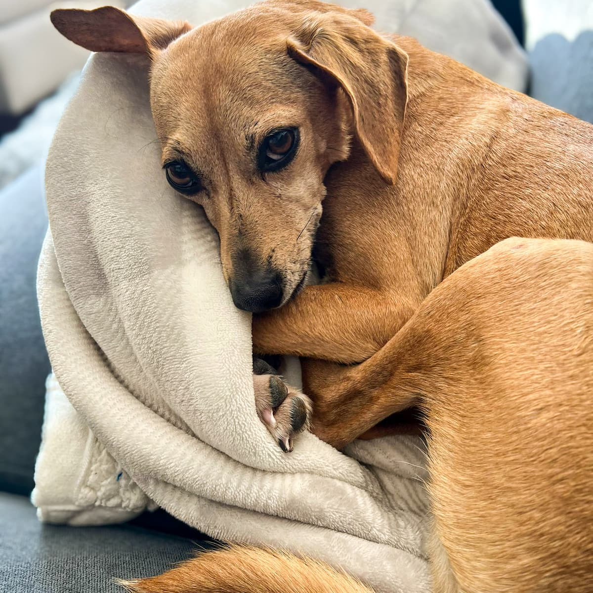 Michaela - Rat Terrier Mix available for adoption at Furball Force in Calgary