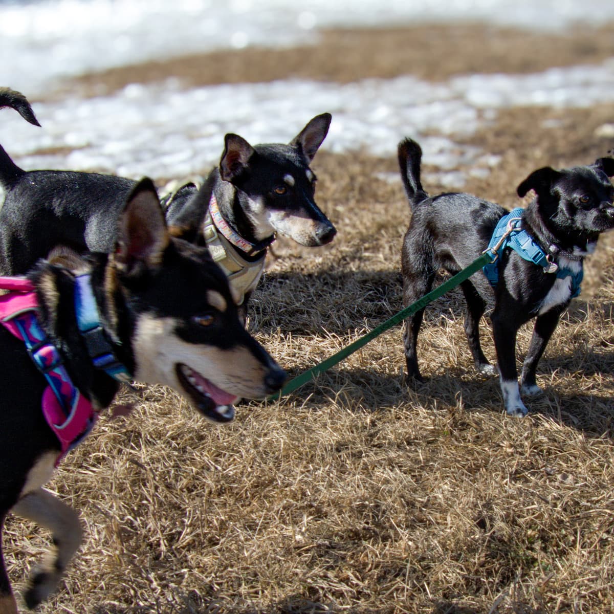 Antonella - Miniature Pinscher available for adoption in Calgary