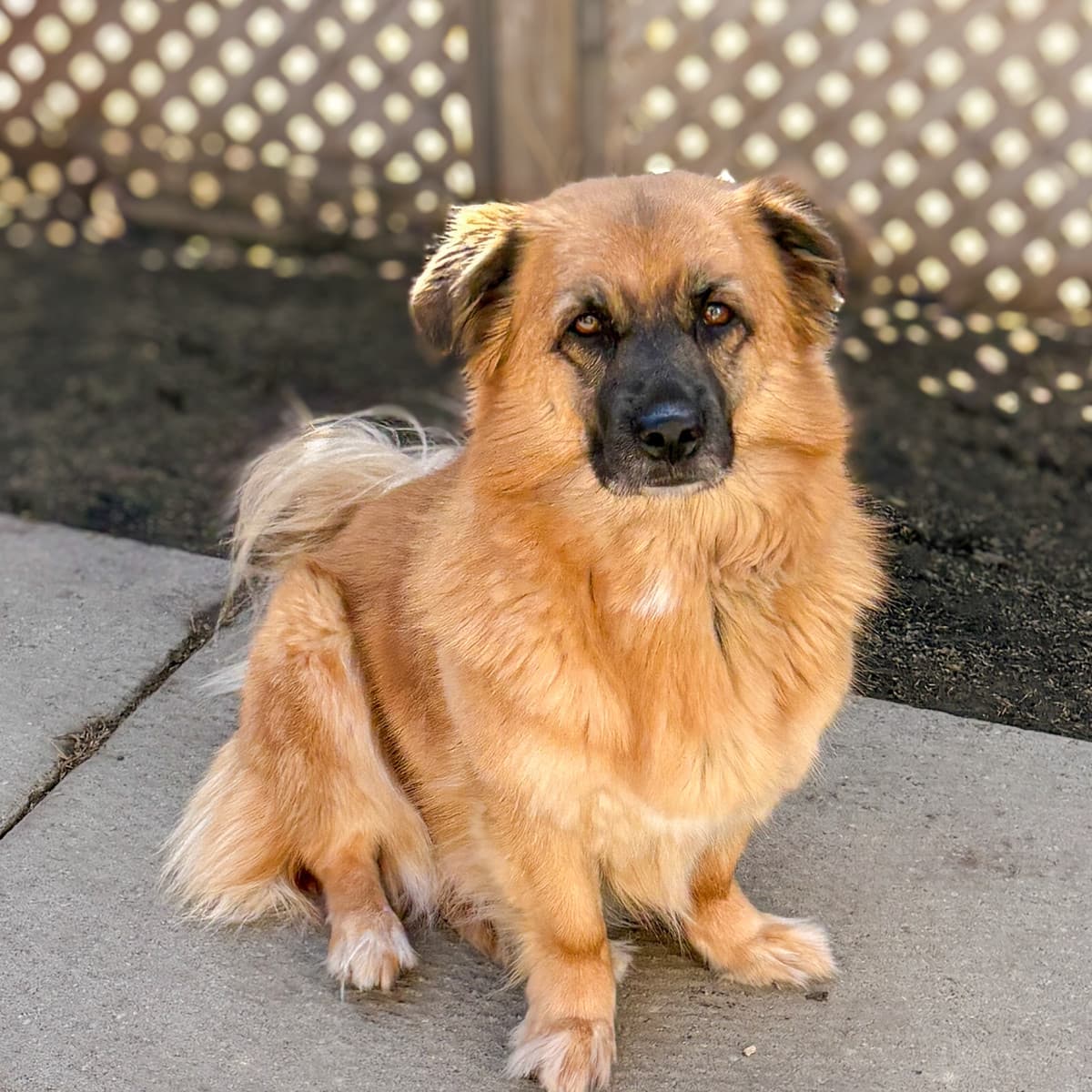 Mushu - Belgian Shepherd Malinois x Corgi available for adoption in Calgary
