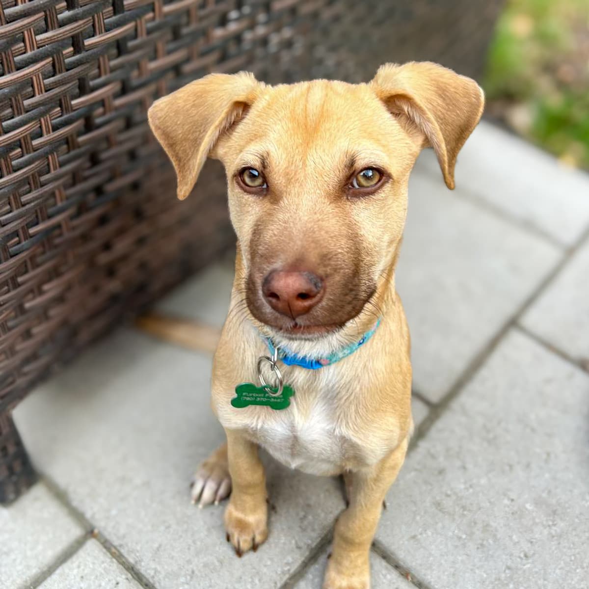 Sydney - Spaniel x Labrador Retreiver available for adoption at Furball Force in Calgary