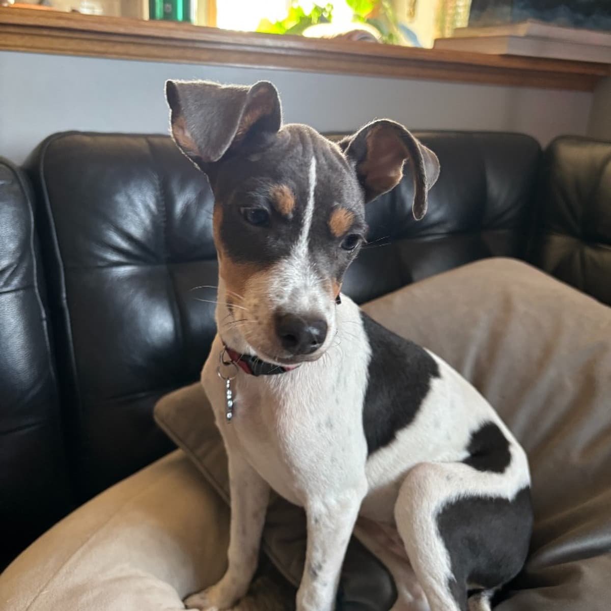 Annabelle - Chihuahua x Terrier available for adoption in Calgary