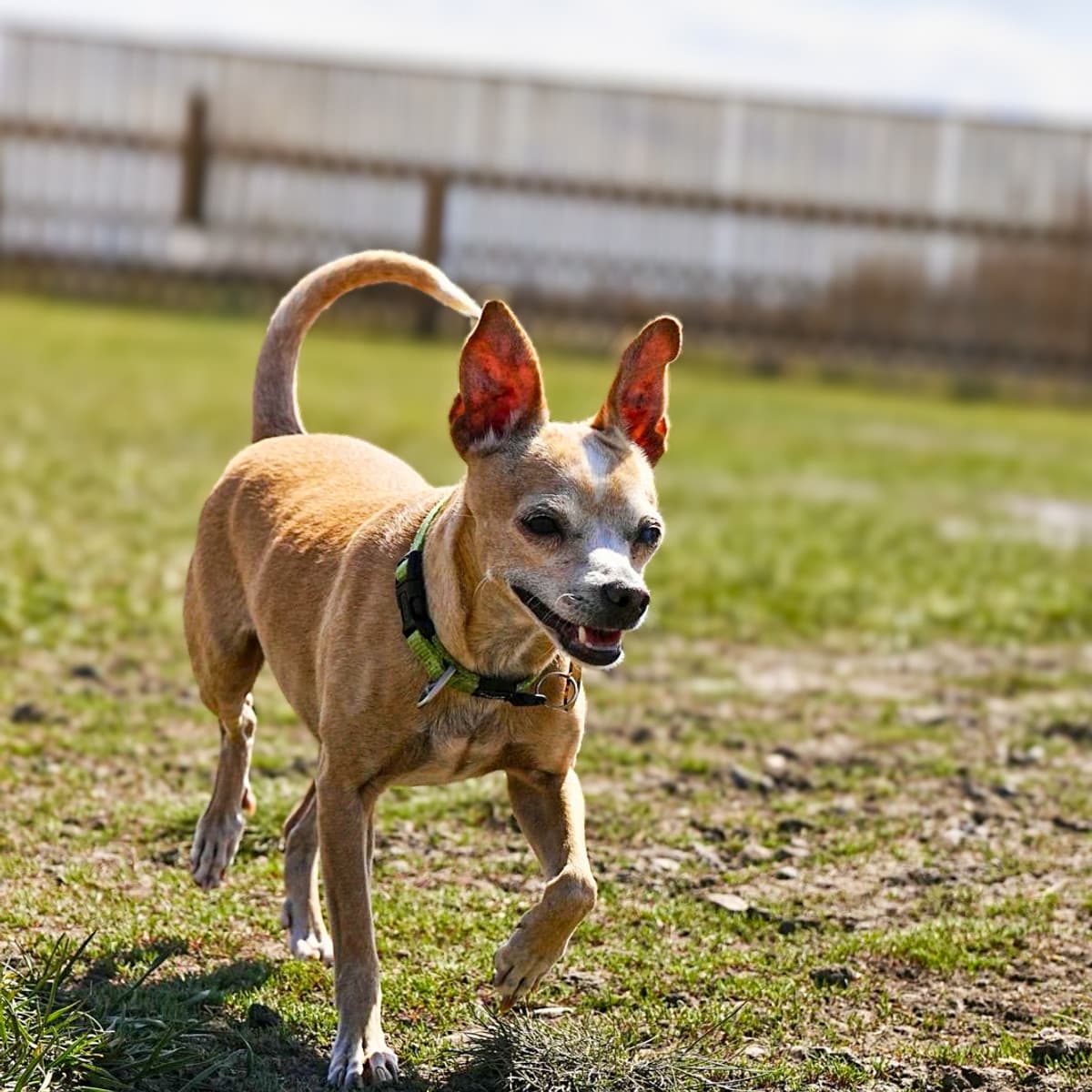 Canela - Chihuahua x Rat Terrier available for adoption at Furball Force in Calgary