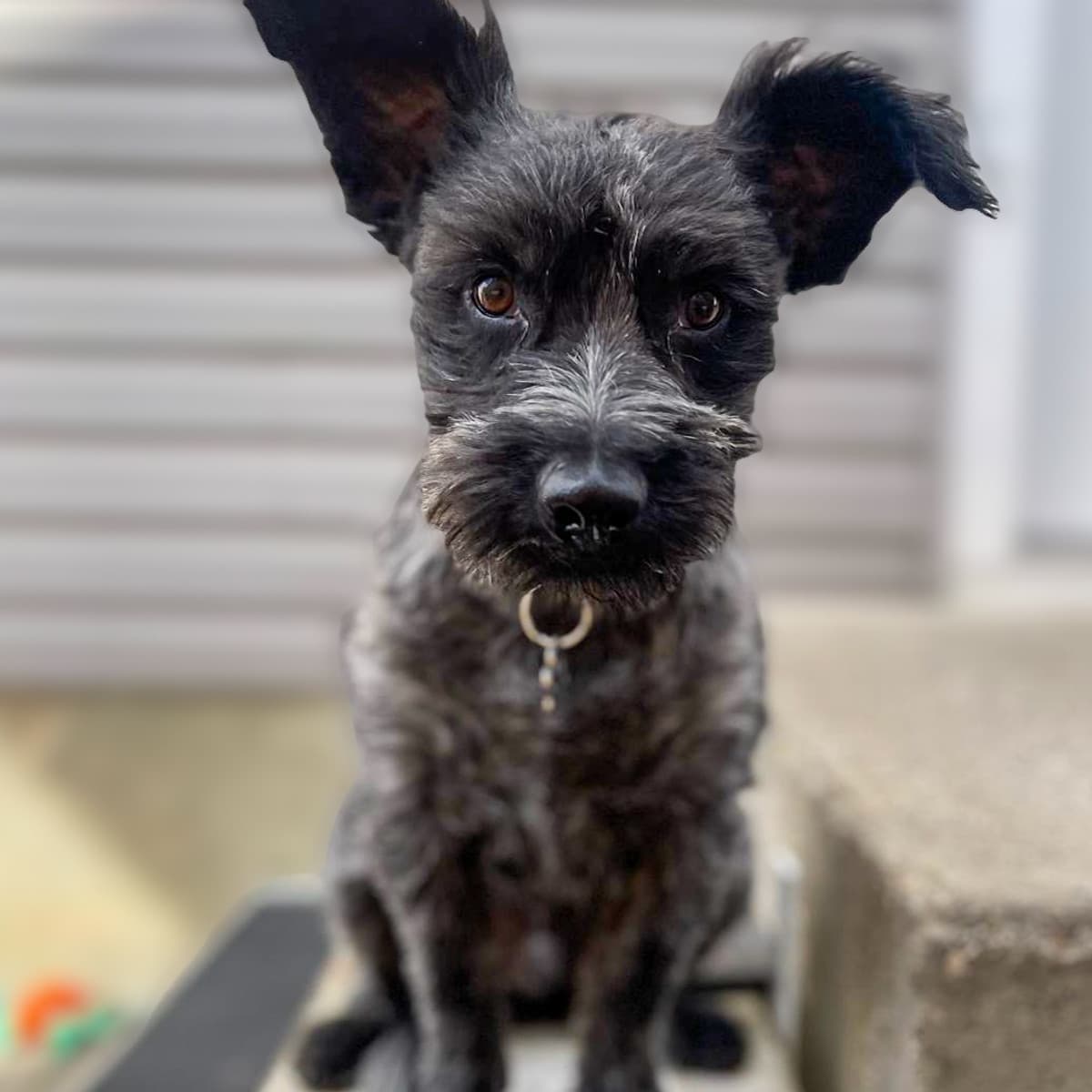Duke - Schnauzer Mix available for adoption at Furball Force in Calgary