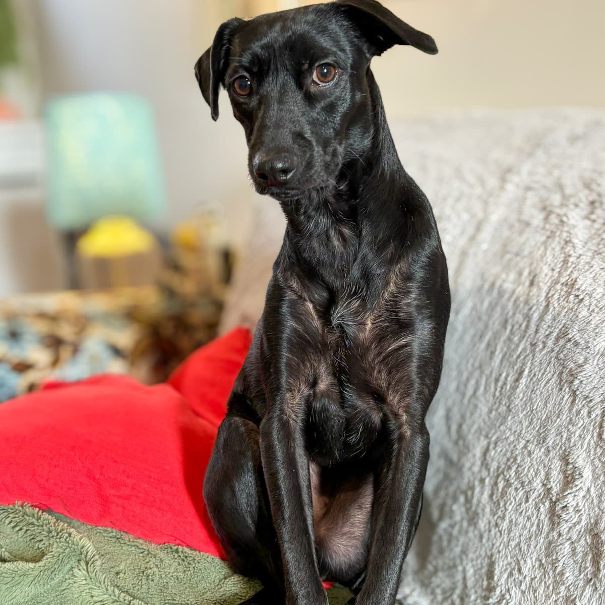 Nicky - Rat Terrier Mix available for adoption in Calgary