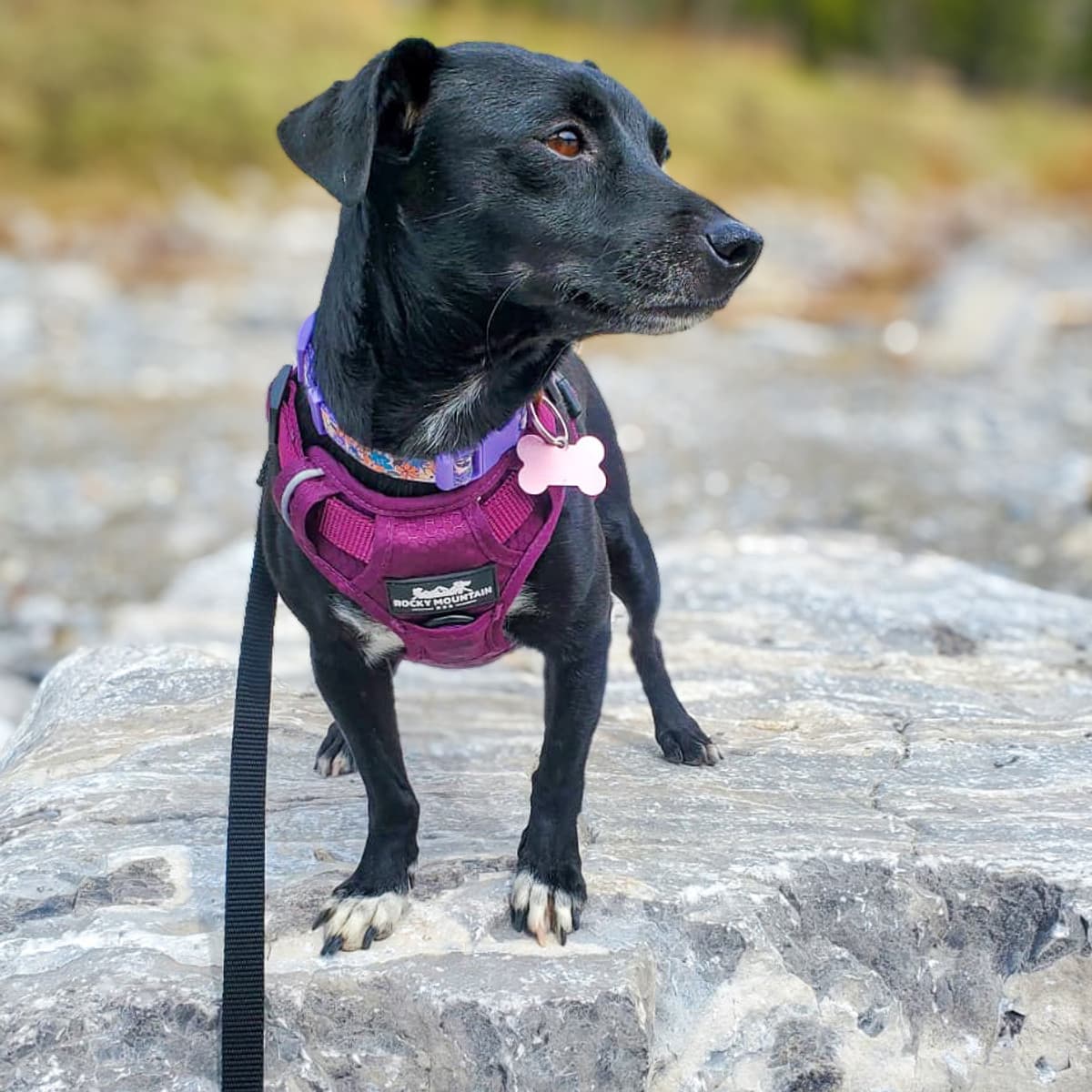 Moni - Rat Terrier x Chihuahua available for adoption at Furball Force in Calgary