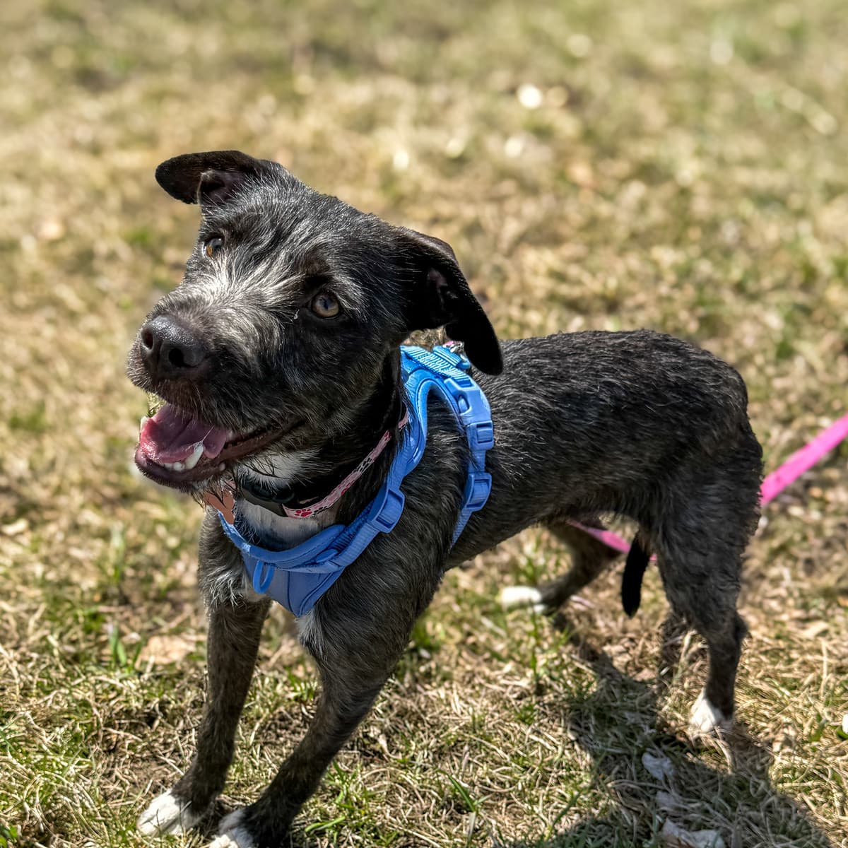 Truffa - Terrier Mix available for adoption at Furball Force in Calgary