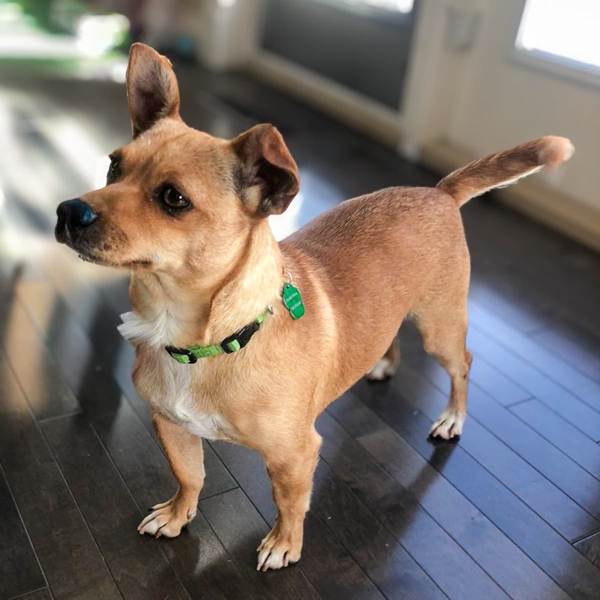Brisa - Chihuahua x Jack Russell Terrier available for adoption in Calgary