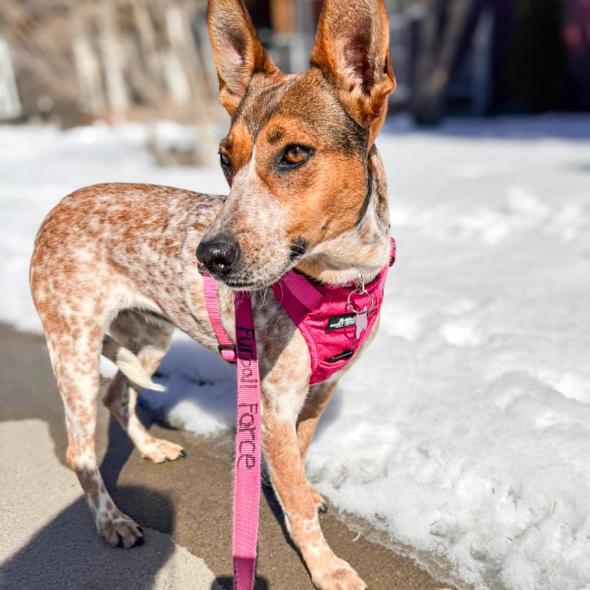 Pecas - Australian Cattle Dog Mix available for adoption at Furball Force in Calgary