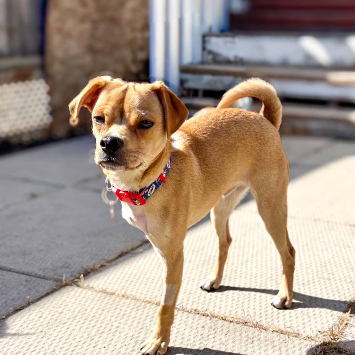 Stewie - Pug Mix available for adoption in Alberta