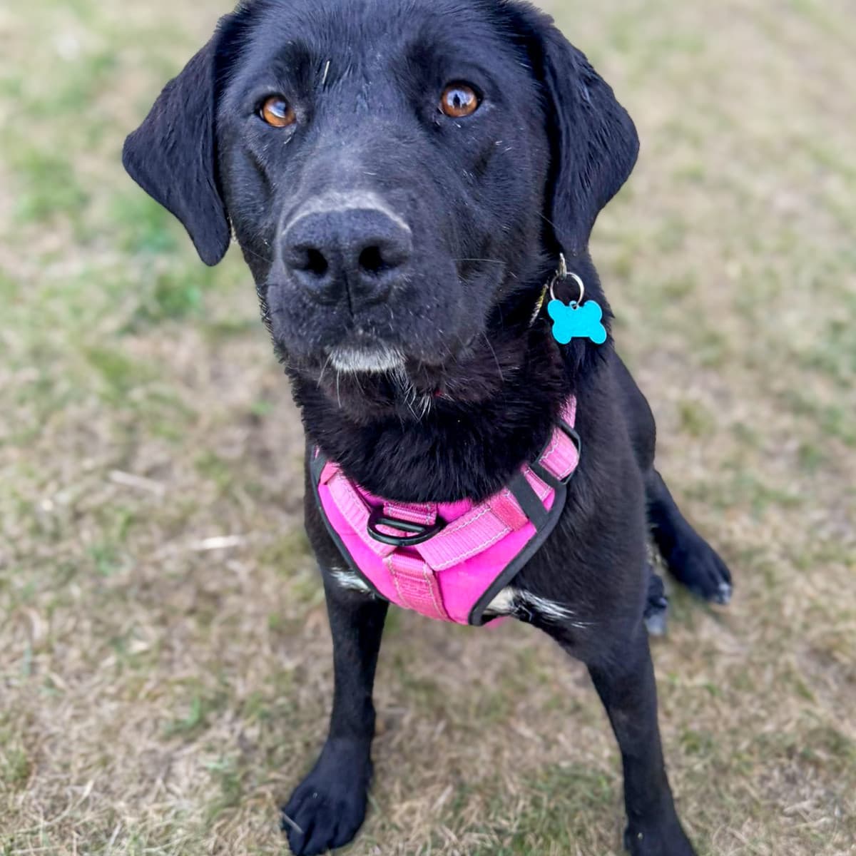 Butt - Labrador Retriever Mix available for adoption in Calgary