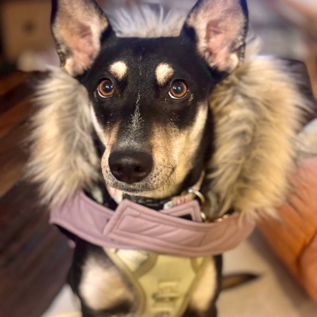 Agosto - Rat Terrier/German Shepherd available for adoption in Calgary