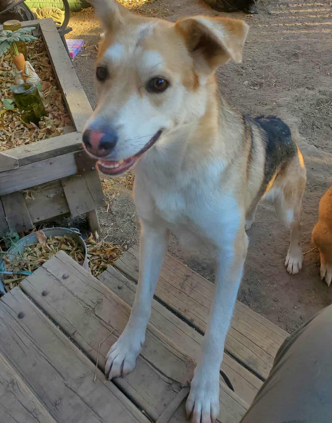Soleil - Shepherd/Husky Mix available for adoption in Calgary