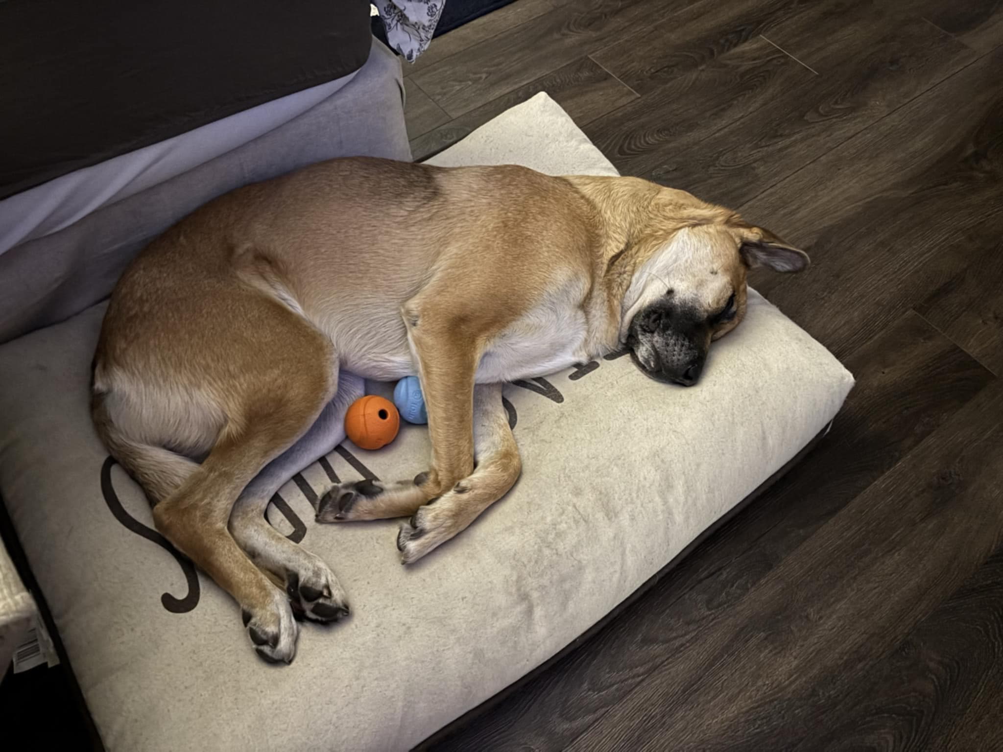 Billy - Shepherd Mix available for adoption in Saskatchewan