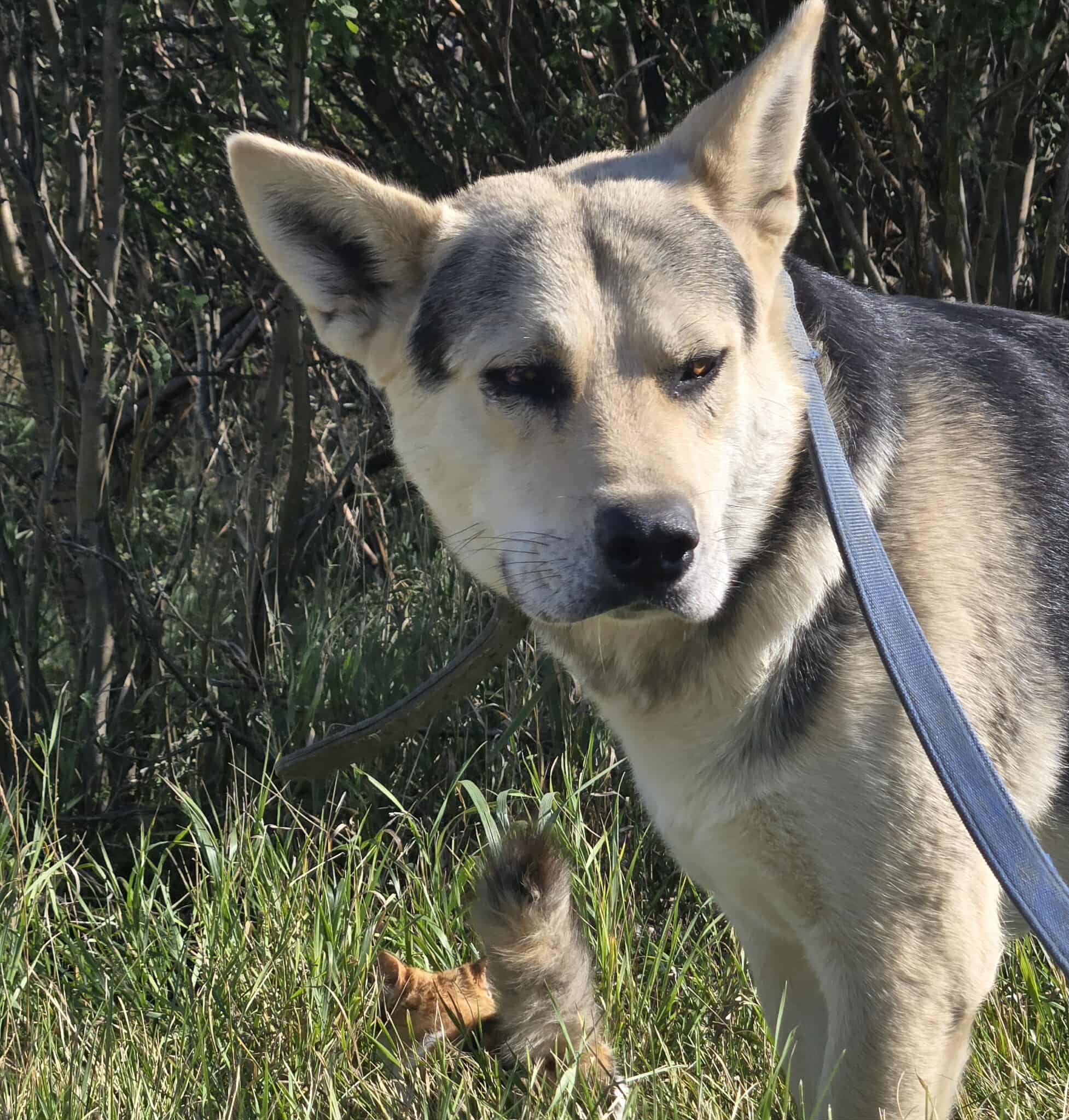 Jenkins - Shepherd Mix available for adoption in Calgary