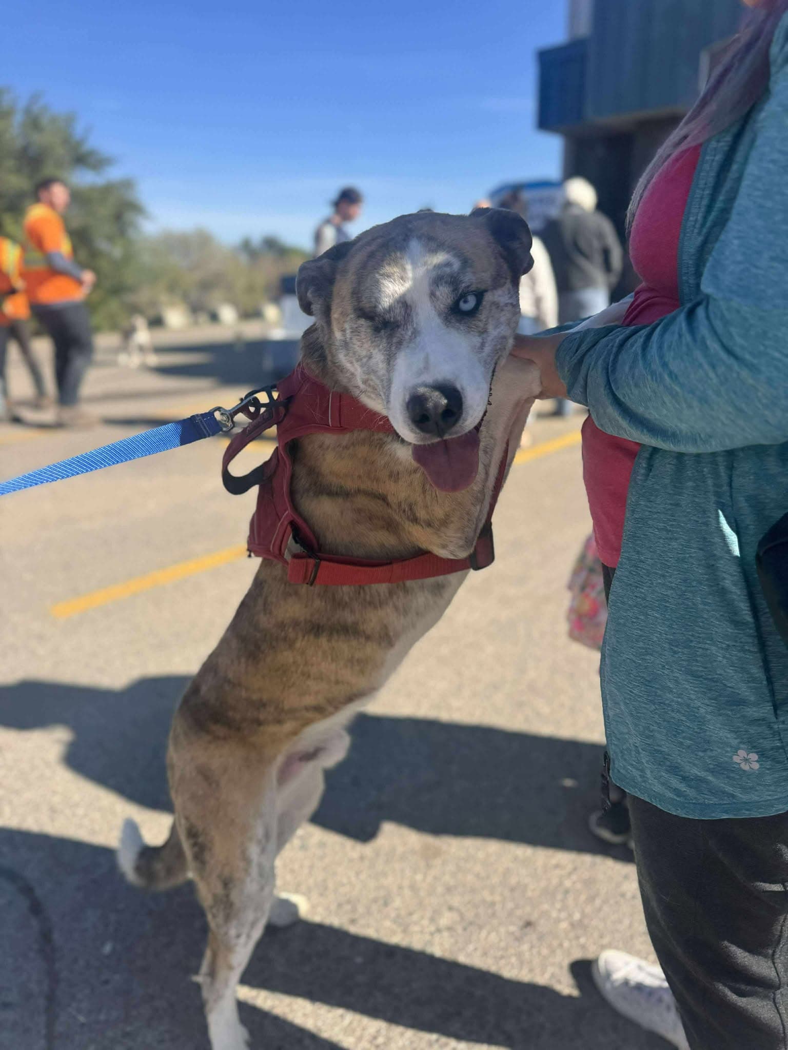 King - Husky Mix available for adoption in Calgary