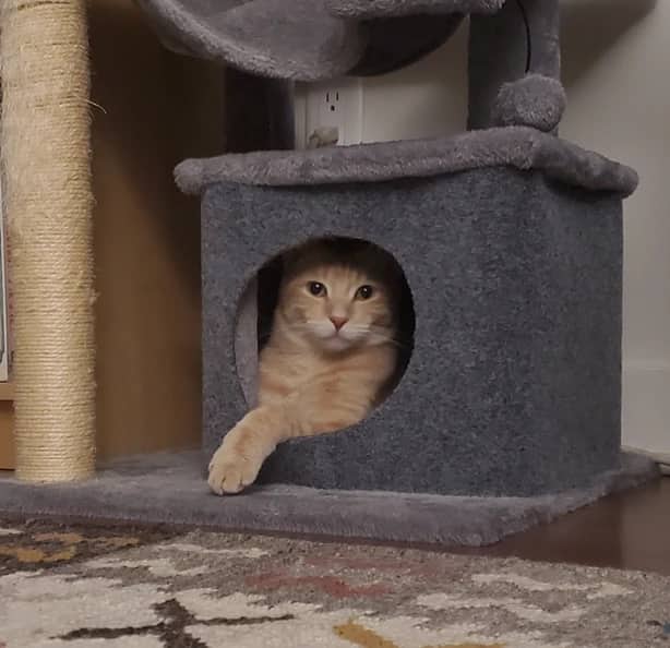 Norway - Domestic Short Hair cat available for adoption at Pawsitive Match in Calgary