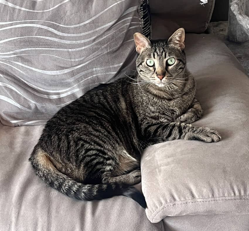 Lumi - Domestic Short Hair cat available for adoption at Pawsitive Match in Calgary