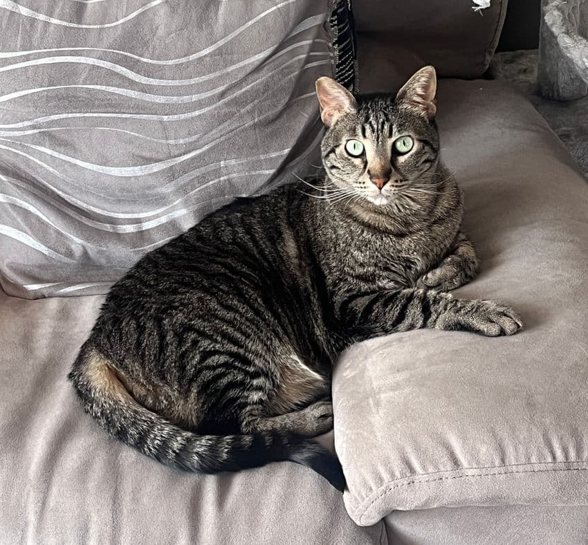 Lumi - Domestic Short Hair cat available for adoption at Pawsitive Match in Calgary