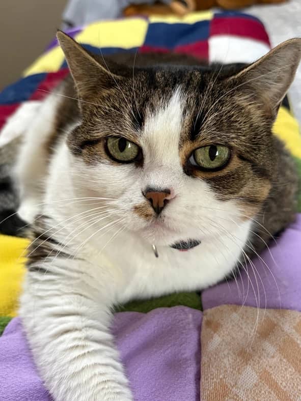 Snapple - Domestic Short Hair cat available for adoption at Pawsitive Match in Calgary