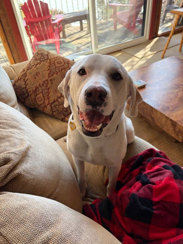 Kirky - Lab X available for adoption
