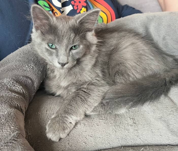 Alto - Domestic Short Hair available for adoption