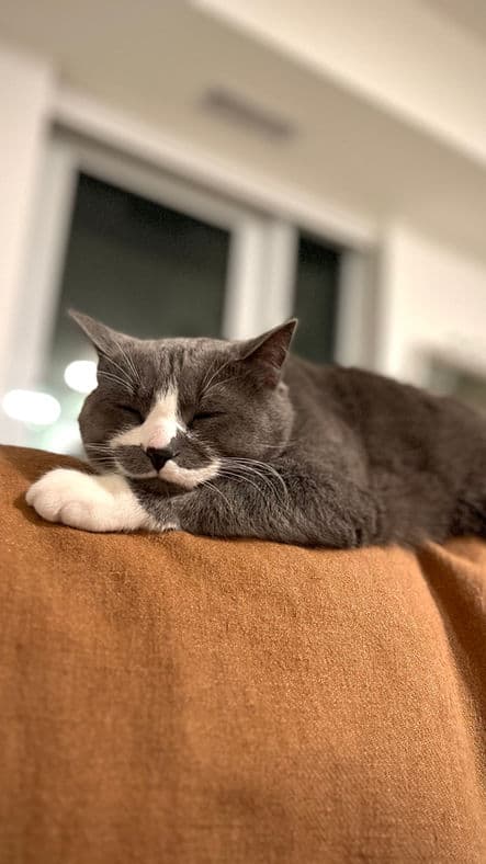 Sweden - Domestic Short Hair cat available for adoption at Pawsitive Match in Calgary