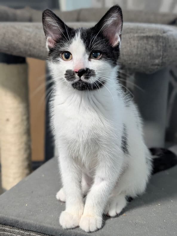 Stachette - Domestic Short Hair cat available for adoption at Pawsitive Match in Calgary