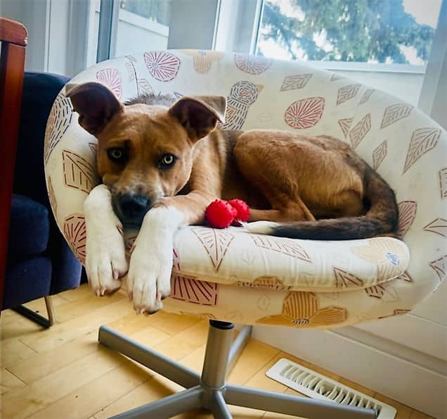 Gretel - Shepherd X available for adoption