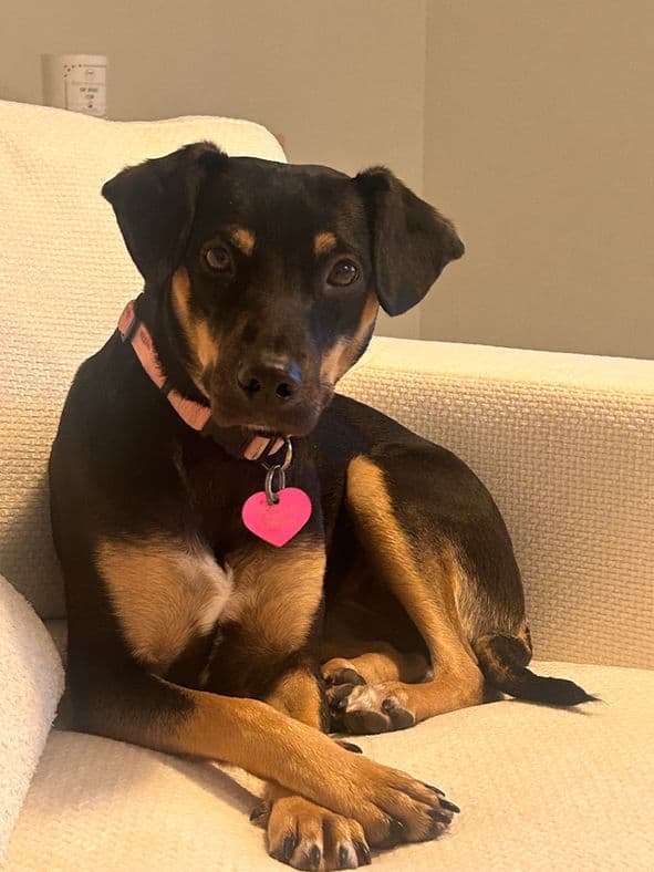 Yahoo - Terrier X available for adoption at Pawsitive Match in Calgary