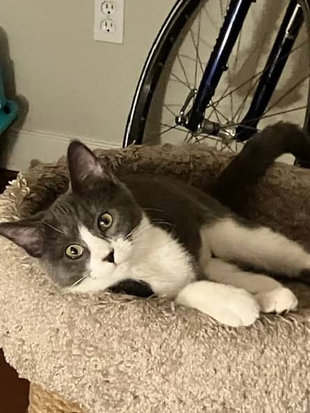 Verde - Domestic Long Hair cat available for adoption at Pawsitive Match in Calgary