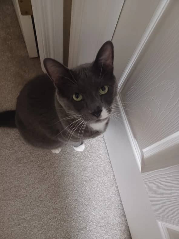 Greyson - Domestic Short Hair cat available for adoption at Pawsitive Match in Calgary
