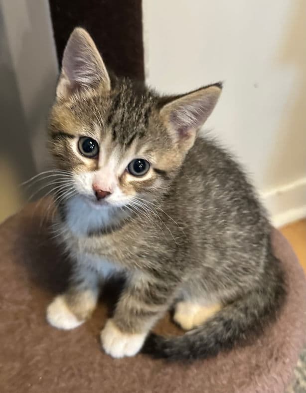Makwa - Domestic Short Hair cat available for adoption at Pawsitive Match in Calgary