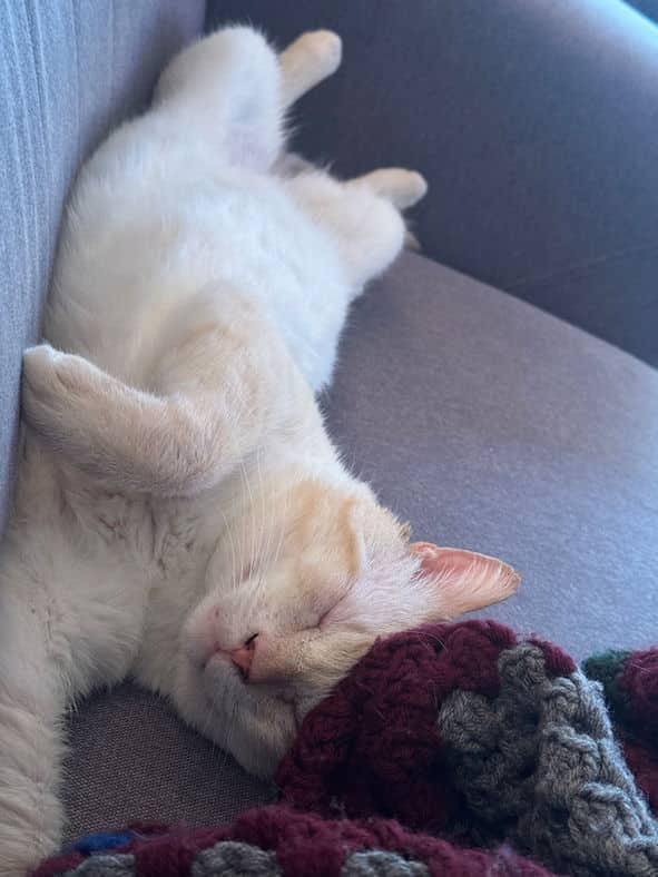 Welling - Domestic Short Hair cat available for adoption at Pawsitive Match in Calgary