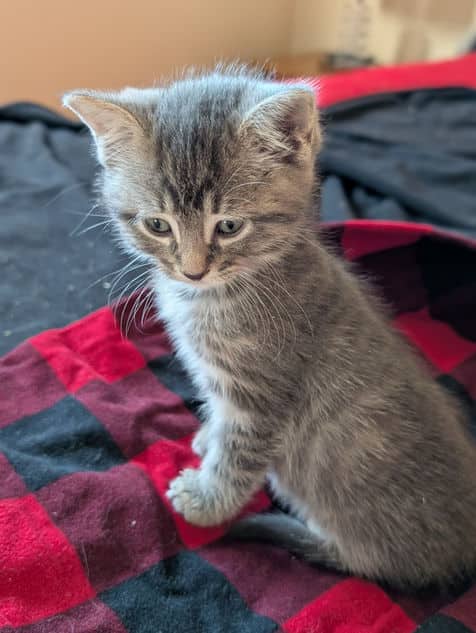 Cosmo - Domestic Short Hair available for adoption