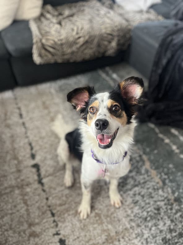 Pinky - Spaniel X available for adoption at Pawsitive Match in Calgary