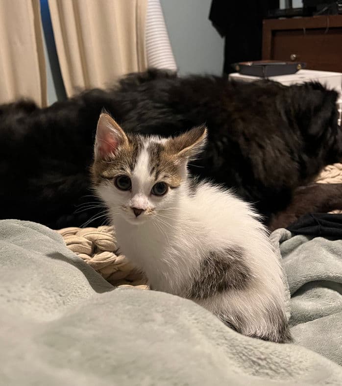 Havok - Domestic Short Hair cat available for adoption at Pawsitive Match in Calgary