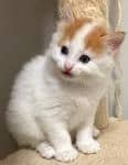 HOH - Domestic Short Hair cat available for adoption at Pawsitive Match in Calgary