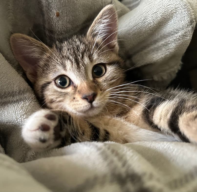 Aski - Domestic Short Hair cat available for adoption at Pawsitive Match in Calgary