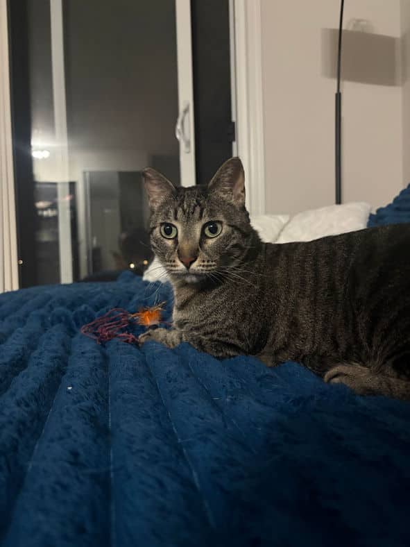 Lumi - Domestic Short Hair cat available for adoption at Pawsitive Match in Calgary