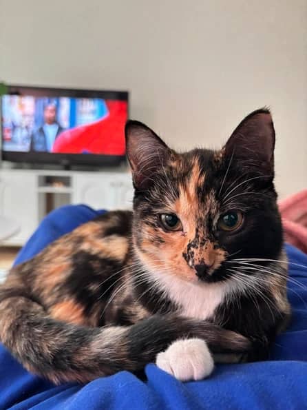 Miel - Domestic Long Hair cat available for adoption at Pawsitive Match in Calgary