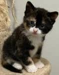 Veto - Domestic Short Hair cat available for adoption at Pawsitive Match in Calgary