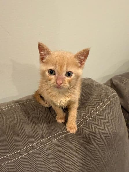 Rocky Road - Domestic Short Hair available for adoption