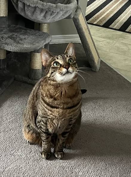 Mora - Domestic Short Hair cat available for adoption at Pawsitive Match in Calgary