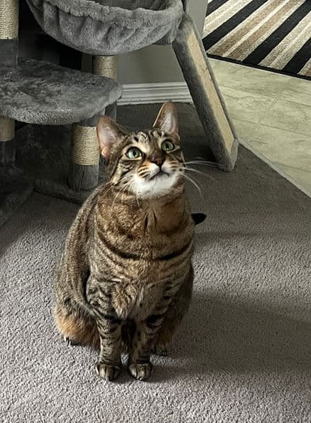 Mora - Domestic Short Hair cat available for adoption at Pawsitive Match in Calgary