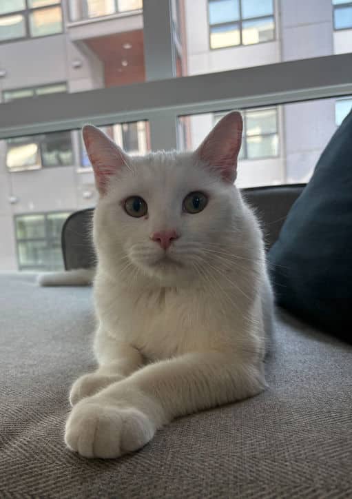 Pickles - Domestic Short Hair cat available for adoption at Pawsitive Match in Calgary