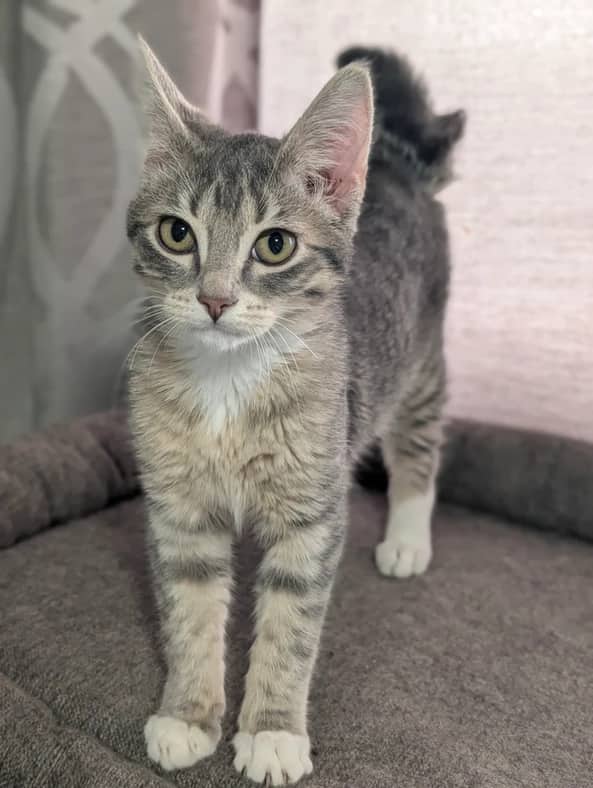 Chanel - Domestic Short Hair cat available for adoption at Pawsitive Match in Calgary