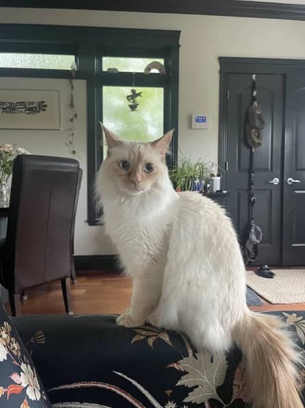 Fury - Siamese cat available for adoption at Pawsitive Match in Calgary