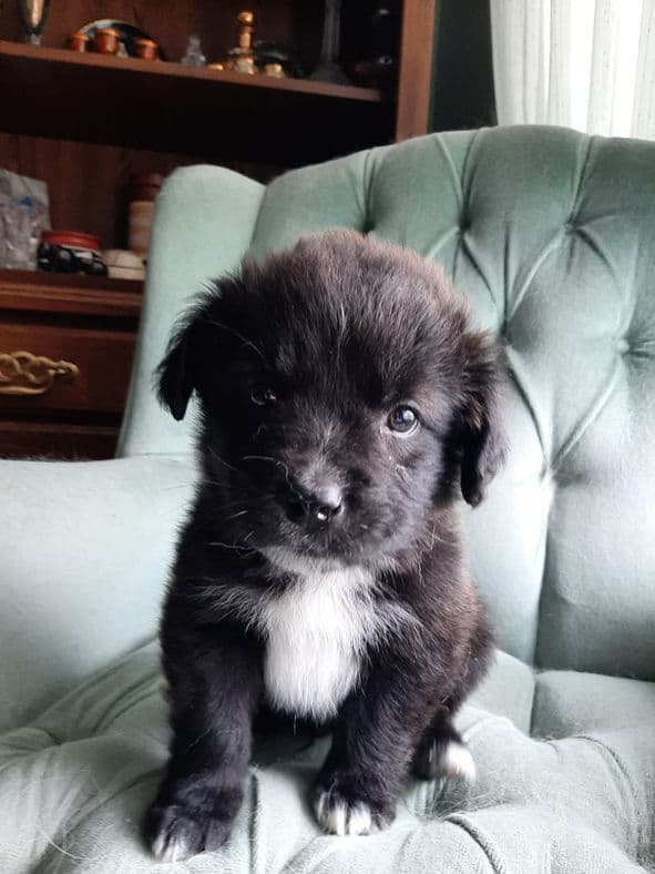 Rascal - Lab X available for adoption