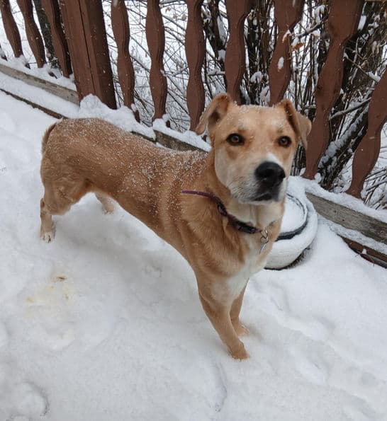 Buddy - Shepherd X available for adoption at Pawsitive Match in Calgary