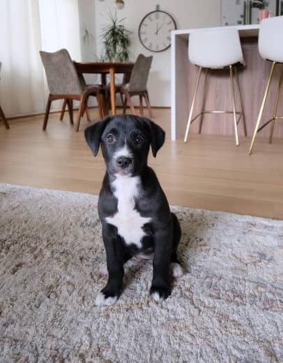 Lainey - Lab X available for adoption